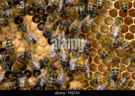 Les travailleurs de l'abeille (Apis mellifera) sur comb montrant plafonnées et non plafonnées, des cellules contenant des larves d'abeilles Banque D'Images