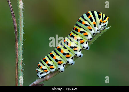 De Caterpillar machaon jaune commun / Ancien monde swallowtail Butterfly (Papilio machaon) se nourrissant de plant Banque D'Images