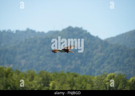 Eagle de haut vol à Langkawi, Malaisie Banque D'Images