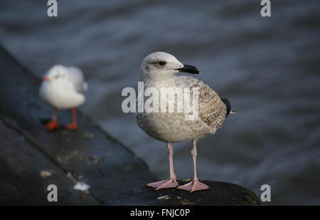 Les goélands différents (European herring gull - Larus argentatus et mouette rieuse - Chroicocephalus ridibundus) à la mer Banque D'Images