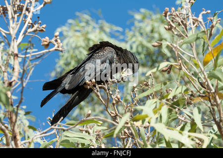 Femelle, rouge-queue Calyptorhynchus banksii Black-Cockatoo (Alimentation), Fitzroy Crossing, dans l'ouest de l'Australie Banque D'Images