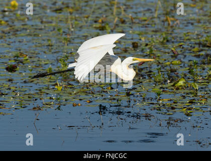 Grande Aigrette (Ardea alba), les zones humides, Mamukala Kakadu National Park, Territoire du Nord, Australie Banque D'Images