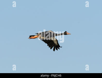 (Anseranas semipalmata Magpie Goose), Mamulaka Les zones humides, le Kakadu National Park, Territoire du Nord, Australie Banque D'Images