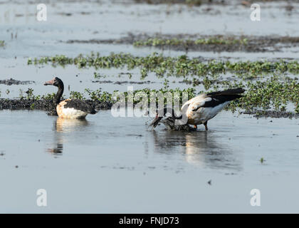 (Anseranas semipalmata Magpie Geese), Fogg Dam, Territoire du Nord, Australie Banque D'Images