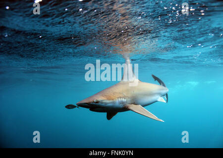 Requin écumer la surface de l'Océan Banque D'Images