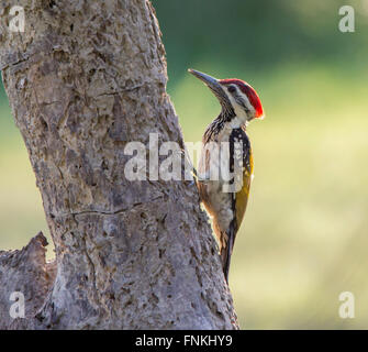 Croupion noir Flameback ou moins perché Pic d'Or Banque D'Images