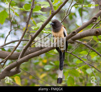 Indian Treepie perché Banque D'Images