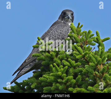 Gyrfalcon, Falco rusticolus, assis sur le dessus de l'épinette Banque D'Images