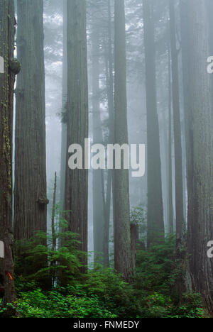 Redwood Forest, Jedediah Smith Redwoods State Park, Californie, USA Banque D'Images