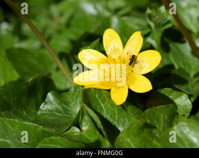 Lesser Celandine, Ficaria verna avec insect Banque D'Images