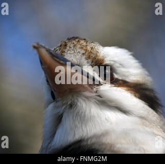 Kookaburra close-up Banque D'Images