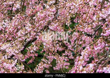 Cherry Blossom Tree avec des fleurs roses en pleine floraison sur un jour de pluie au Jardin Japonais closeup Banque D'Images