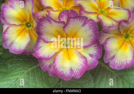 Violet et jaune primevère Primula vulgaris Banque D'Images