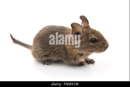 Les jeunes (Octodon degu dégus) isolated on white Banque D'Images