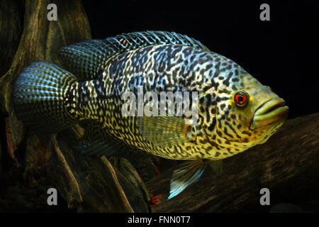 Parapetenia Managuensis, Jaguar, poissons cichlidés Banque D'Images