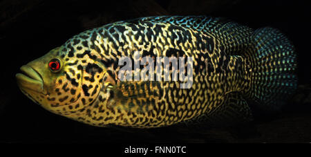 Parapetenia Managuensis, Jaguar, poissons cichlidés Banque D'Images