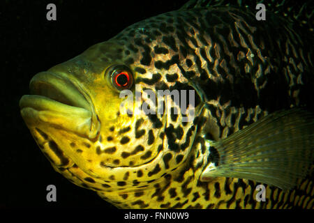 Parapetenia Managuensis, Jaguar Cichlid Banque D'Images