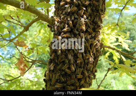 Essaim d'abeilles sur un chêne Banque D'Images