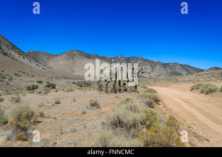 La route du Désert qui traverse la colline dénudée, pinceau, et cactus sous ciel bleu/ Banque D'Images
