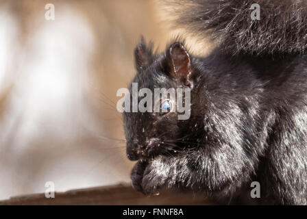 Close-up de tête et les pattes de l'écureuil noir tout en mangeant. Banque D'Images