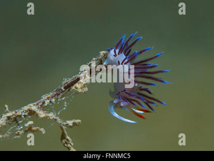 Un petit feuillet d'invertébrés violet sur le fond marin Banque D'Images