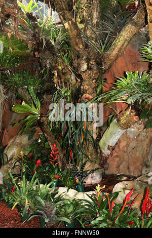 Variétés de Bromelia et staghorn fern fougères poussant sur un arbre Banque D'Images