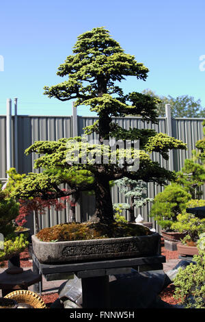 Cedrus atlantica ou connu sous le nom de cèdre de l'atlas Banque D'Images