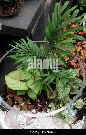 Terrariums avec bol en verre de plantes à l'intérieur Banque D'Images