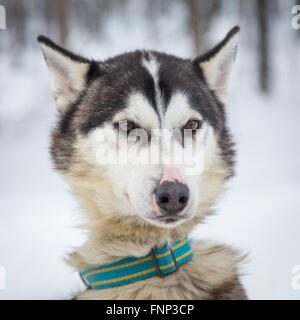 Husky dans la neige, portrait, Rovaniemi, Laponie, Finlande Banque D'Images