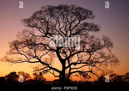 La silhouette des arbres au coucher du soleil, Pantanal, Mato Grosso do Sul, Brésil Banque D'Images