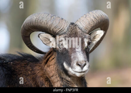 Mouflon européen (Ovis orientalis musimon), portrait, Eifel Vulkaneifel, Rhénanie-Palatinat, Allemagne Banque D'Images