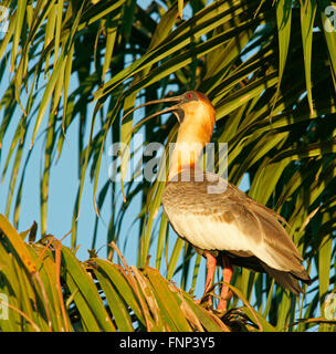 Ibis rouge Buff (Theristicus caudatus) sur palm tree, Pantanal, Mato Grosso, Brésil Banque D'Images