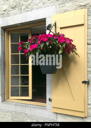 Frisson jaune ouvert, rebord de la pendaison, pot de fleurs, mur de pierre Banque D'Images