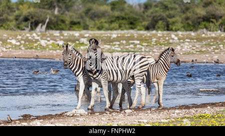 Le zèbre de Burchell, Equus quagga burchellii, y compris un poulain, à un étang dans le parc national d'Etosha, Namibie, Afrique du Sud. Banque D'Images