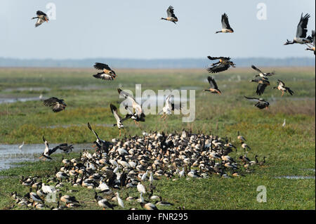 La migration des Oies Magpie (Anseranas semipalmata), Fogg Dam, Territoire du Nord, Australie Banque D'Images