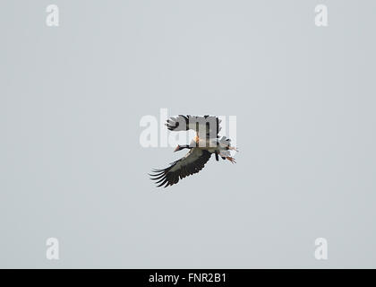 (Anseranas semipalmata Magpie Goose), Fogg Dam, Territoire du Nord, Australie Banque D'Images