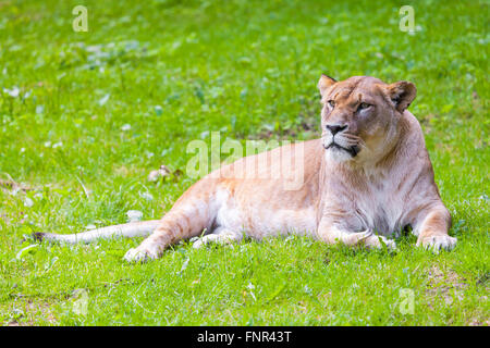 Lionne couchée ressemble à la gauche Banque D'Images