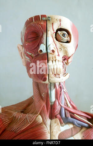 Modèle anatomique montrant les structures musculaires et squelettiques de la face et du cou. Banque D'Images