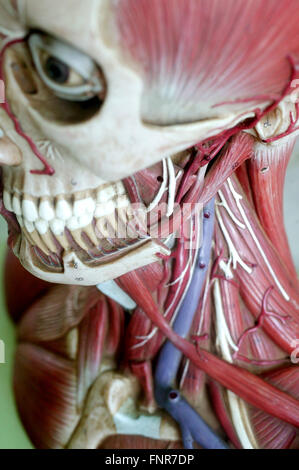 Modèle anatomique montrant la structure du squelette de la face et de la musculature de la tête et des épaules. Banque D'Images