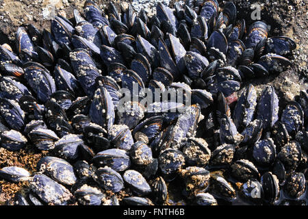 Les moules bleues, Juan de Fuca, Vancouver Island, British Columbia, Canada Banque D'Images