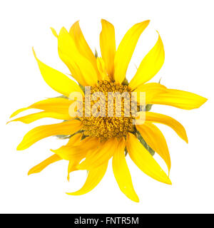 Tournesol ornemental isolé sur fond blanc Banque D'Images