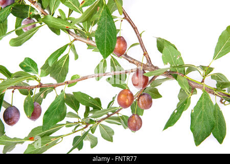 La direction générale de prunellier avec fruits et feuilles isolées sur un bac blanc Banque D'Images