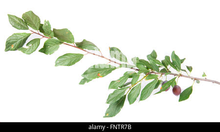 La direction générale de prunellier avec fruits et feuilles isolées sur un bac blanc Banque D'Images