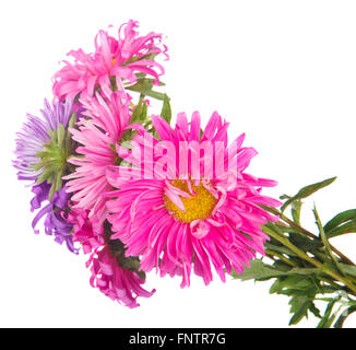 Bouquet d'asters isolé sur fond blanc Banque D'Images