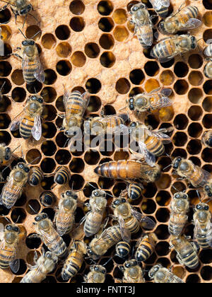 La production de miel avec lit Queen Bee. Banque D'Images