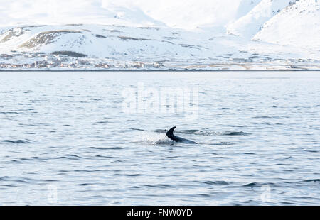 Un dauphin à nez blanc natation Banque D'Images