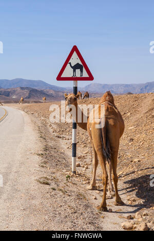 Camel Camel et signe de route dans le Dhofar, Oman. Banque D'Images