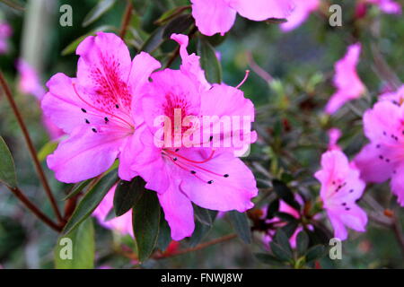 Contexte de l'Azalea fleurs magenta Banque D'Images