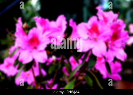 Arrière-plan flou de pourpre fleurs azalées Banque D'Images