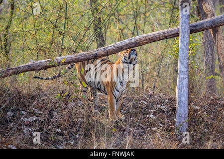 Un Wagdoh ou Scarface dominante énorme tigre mâle patrouiller son territoire à Tadoba en Inde. ( Panthera Tigirs ) Banque D'Images